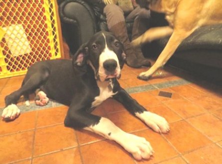 dane4