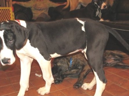dane6