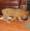 Kendall's Puppy IMG_1188