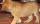 Kendall's Puppy IMG_1191