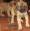 Kendall's Puppy IMG_1192