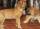 Kendall's Puppy IMG_1193