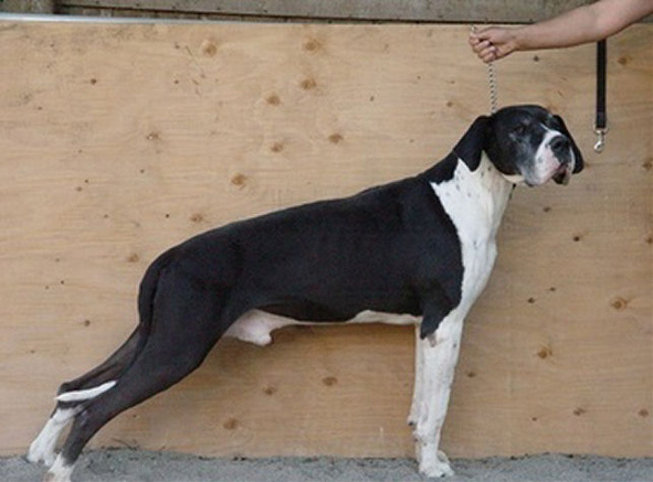 Great Danes Sires