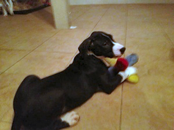great dane